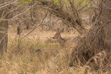 Peaceful deer sitting among the foliage in the wilderness
