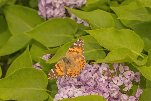 Macro Painted Lady Butterfly Sitting Purple Lilac — Stock Photo, Image