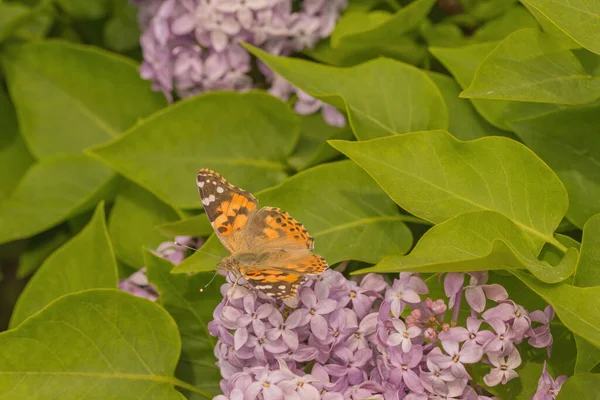 Macro Side View Painted Lady Butterfly Sitting Purple Lilac — Stock Photo, Image