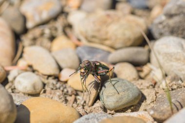 Çakıl taşlarında oturan bir kaplan böceğinin makro 'su.