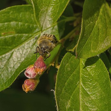 Kıllı Çiçek Böceğinin Macro 'su Cotoneaster' da oturuyor.