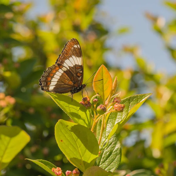 Side View Macro White Admiral Butterfly Sitting Cotoneaster — Stock Photo, Image