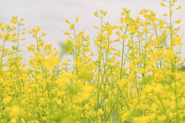Kanola çiçeklerini kapat, ardında dumanlı gökyüzü var.