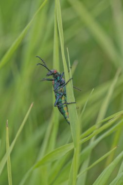 Kabarcık Böceğinin Macro 'su Çimlerin üzerinde