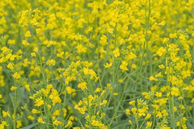 Altın sarısı kanola çiçeklerinin yakın görüntüsü.
