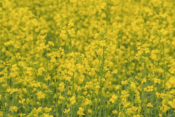 Закрыть Вид Золотисто Желтые Цветы Поле Канолы — стоковое фото