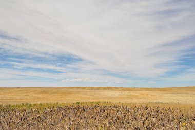 Büyük bir bozkır gökyüzü manzarası ve ön planda sazlıklar olan buğday tarlası, Alberta Kanada