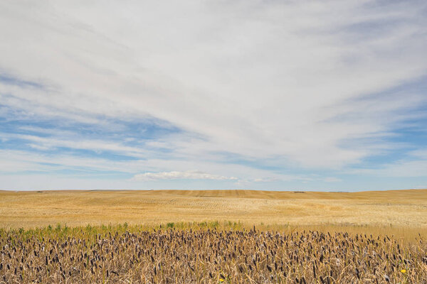 Пейзаж большого прерийского неба и пшеничного поля с тростником на переднем плане, Альберта Канада