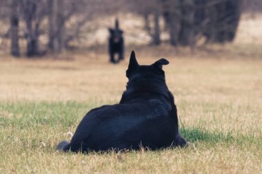 Eğri kulaklı köpek uzaktan gelen başka bir köpeği izliyor.