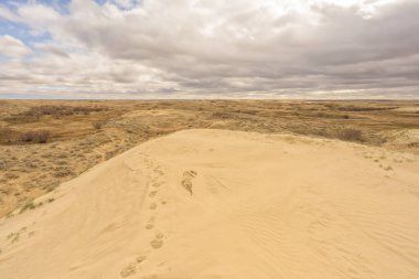Büyük Sandhills Ekolojik Rezervi 'nin arazisinde kumların üzerinde ayak izleri, Saskatchewan, Kanada