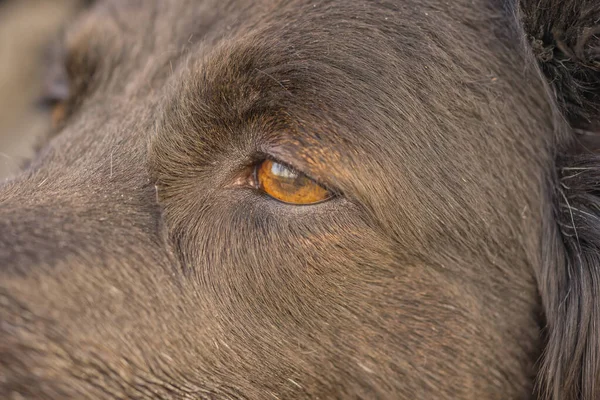 Close up of a dog\'s eye, side profile.