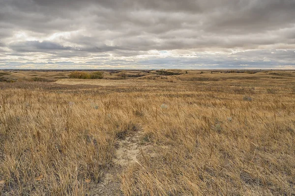 Paysage Herbeux Great Sandhills Ecological Reserve Saskatchewan Canada — Photo