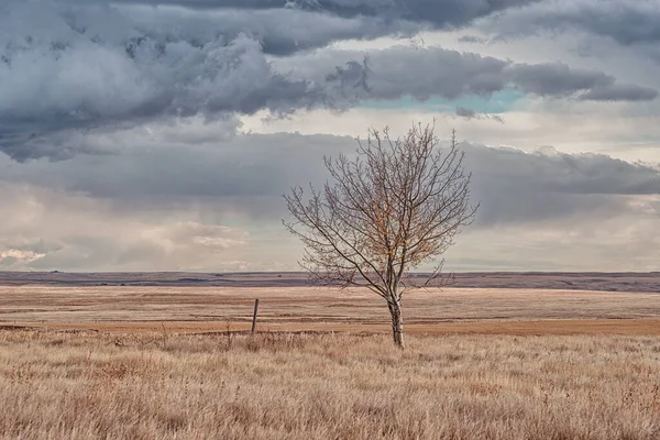 Lone Tree Prairie Dramtic Sky Canada — Stock Photo, Image