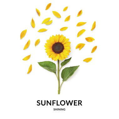 Kök, Yapraklar ve Dağıtılmış Yapraklar ile ayçiçeği beyaz arkaplanda kopya alanı ile izole