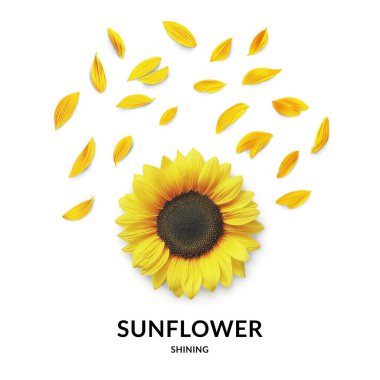 Işık saçan taç yapraklı ayçiçeği beyaz arkaplanda kopya alanı ile izole edildi