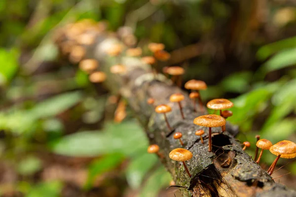 Grupo Cogumelos Florestais Marrons Crescendo Toco Árvore — Fotografia de Stock