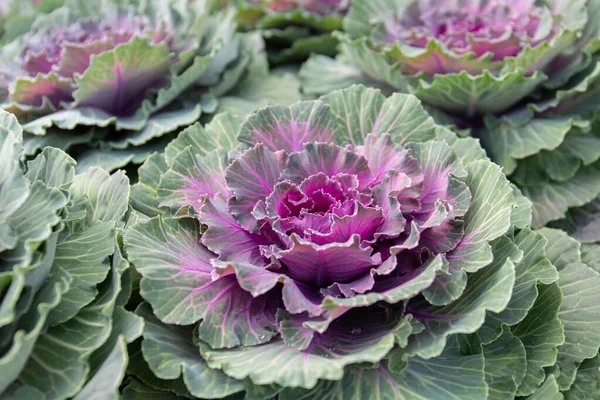 보라색 장식용 양배추 채소로 수있으며 원예에 수있다 — 스톡 사진