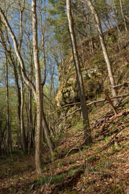 Açlık Kaya Eyalet Parkı 'nda güneşli bir bahar yürüyüşünde bahar renginin belirtileri.