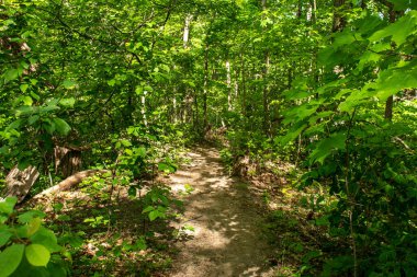 Warren Dunes Eyalet Parkı, Michigan, ABD 'deki orman boyunca uzanan patikalar..