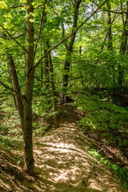 Warren Dunes Eyalet Parkı, Michigan, ABD 'deki orman boyunca uzanan patikalar..