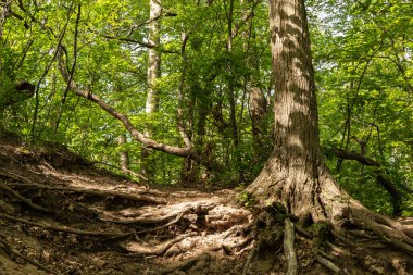 Warren Dunes Eyalet Parkı, Michigan, ABD 'deki orman boyunca uzanan patikalar..