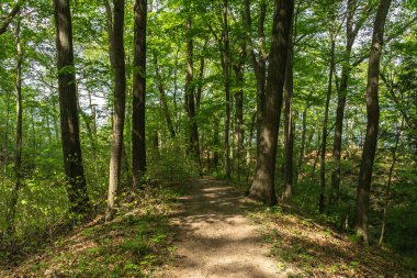 Warren Dunes Eyalet Parkı, Michigan, ABD 'deki orman boyunca uzanan patikalar..