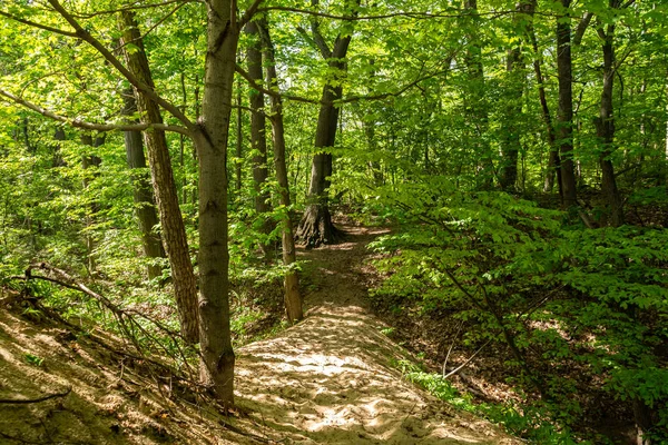 Warren Dunes Eyalet Parkı, Michigan, ABD 'deki orman boyunca uzanan patikalar..