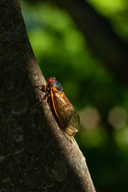 Gün ışığında periyodik ağustos böcekleri. Kuzey Illinois, ABD.