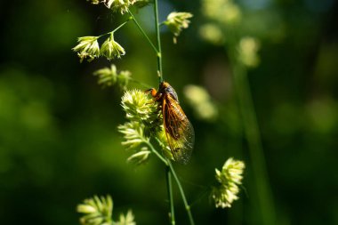 Periodical cicadas in the sunlight.  Northern Illinois, USA. clipart