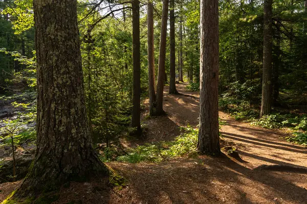 stock image Hiking Trails through the pine trees in Amnicon Falls State Park.  South Range, Wisconsin, USA.