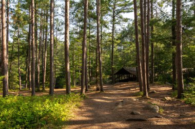Amnicon Falls Eyalet Parkı 'ndaki çam ağaçlarının arasında yürüyüş patikaları. South Range, Wisconsin, ABD.