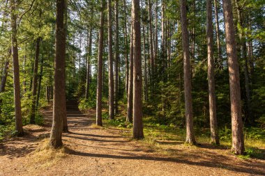 Amnicon Falls Eyalet Parkı 'ndaki çam ağaçlarının arasında yürüyüş patikaları. South Range, Wisconsin, ABD.
