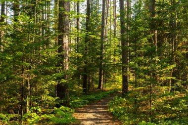 Amnicon Falls Eyalet Parkı 'ndaki çam ağaçlarının arasında yürüyüş patikaları. South Range, Wisconsin, ABD.