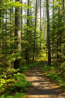 Hiking Trails through the pine trees in Amnicon Falls State Park.  South Range, Wisconsin, USA. clipart