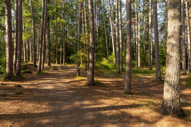 Amnicon Falls Eyalet Parkı 'ndaki çam ağaçlarının arasında yürüyüş patikaları. South Range, Wisconsin, ABD.