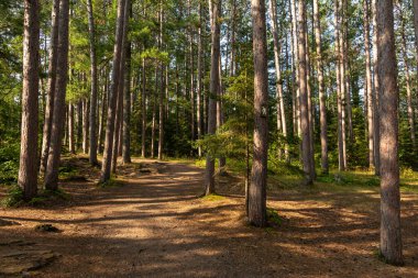 Amnicon Falls Eyalet Parkı 'ndaki çam ağaçlarının arasında yürüyüş patikaları. South Range, Wisconsin, ABD.
