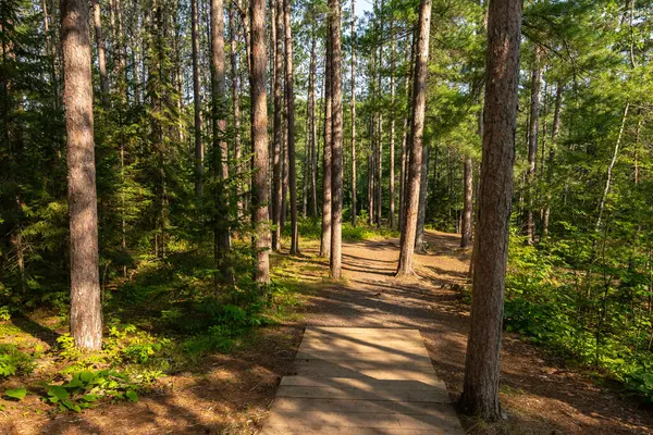 stock image Hiking Trails through the pine trees in Amnicon Falls State Park.  South Range, Wisconsin, USA.