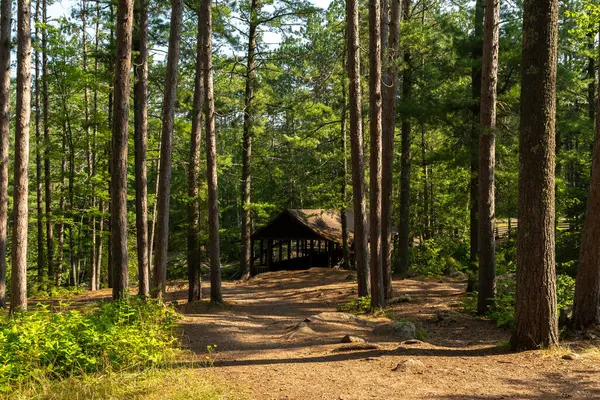 Stock image Hiking Trails through the pine trees in Amnicon Falls State Park.  South Range, Wisconsin, USA.