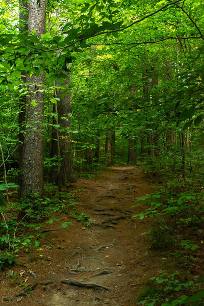 Hiking trails through the ravines around Shades state park.  Indiana, USA.