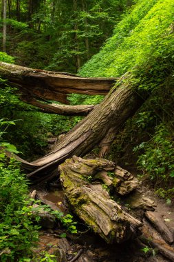 Vadideki yürüyüş patikalarında sabah ışığı. Shades State Park, Indiana, ABD.