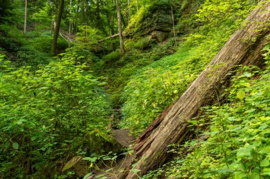 Vadideki yürüyüş patikalarında sabah ışığı. Shades State Park, Indiana, ABD.