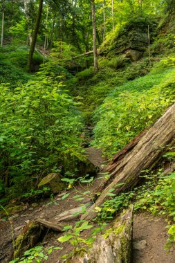 Vadideki yürüyüş patikalarında sabah ışığı. Shades State Park, Indiana, ABD.