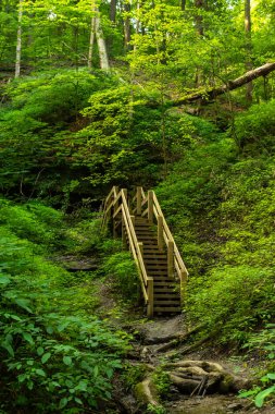 Vadideki yürüyüş patikalarında sabah ışığı. Shades State Park, Indiana, ABD.