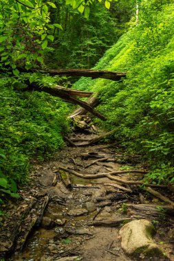 Vadideki yürüyüş patikalarında sabah ışığı. Shades State Park, Indiana, ABD.