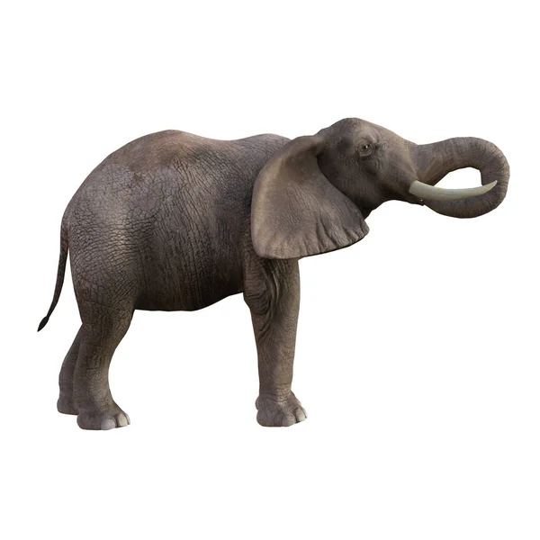 Illustrazione Elefante Pose Angoli Diversi Collage Clip Art Posa Numero — Foto Stock