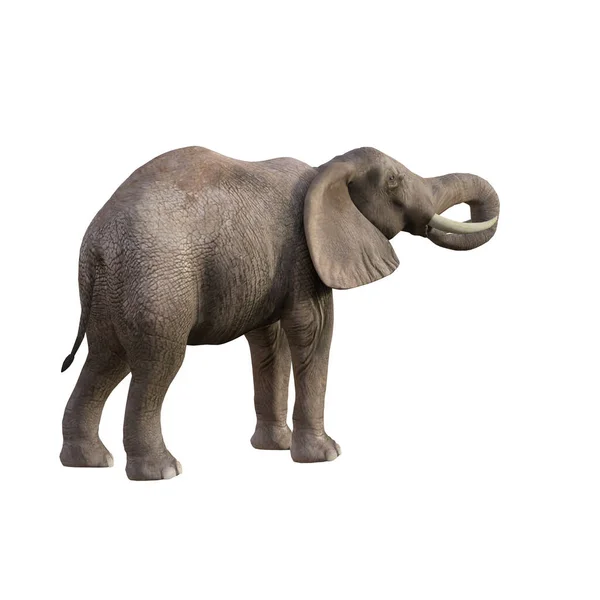 Illustration Eines Elefanten Verschiedenen Posen Und Winkeln Für Collage Oder — Stockfoto