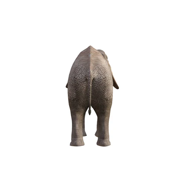 Illustrazione Elefante Pose Angoli Diversi Collage Clip Art Posa Numero — Foto Stock