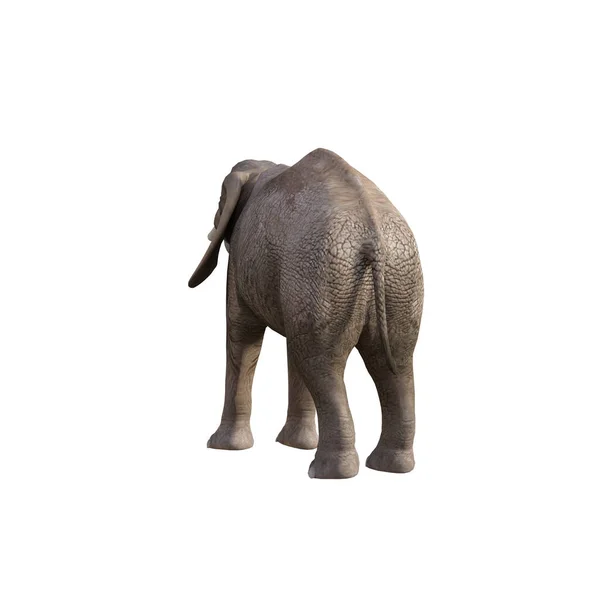 コラージュやクリップアートのための異なるポーズや角度で象のイラスト 第1番は白地に孤立している 3Dレンダリング図 — ストック写真