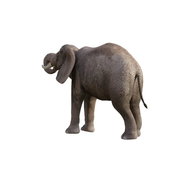 Illustration Elefant Olika Poser Och Vinklar För Collage Eller Clip — Stockfoto