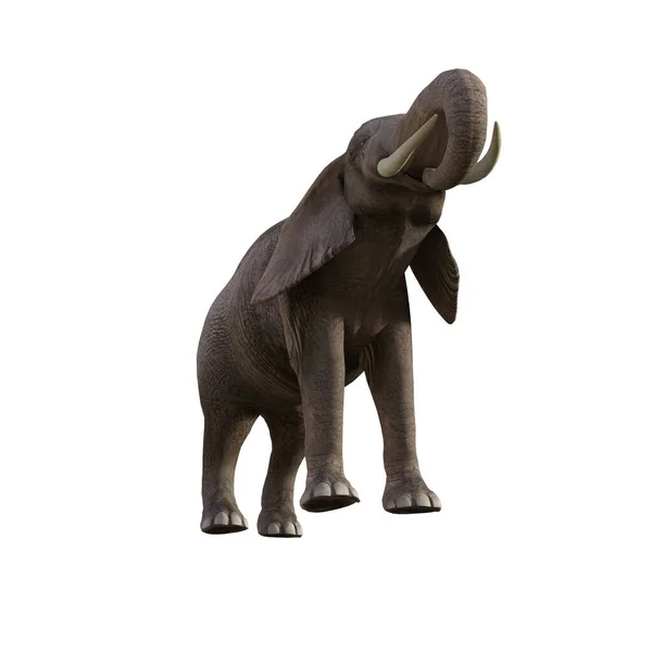 用不同的姿势和角度展示大象的拼图或剪贴画 在白色背景上分离的第1气囊 3D渲染说明 — 图库照片